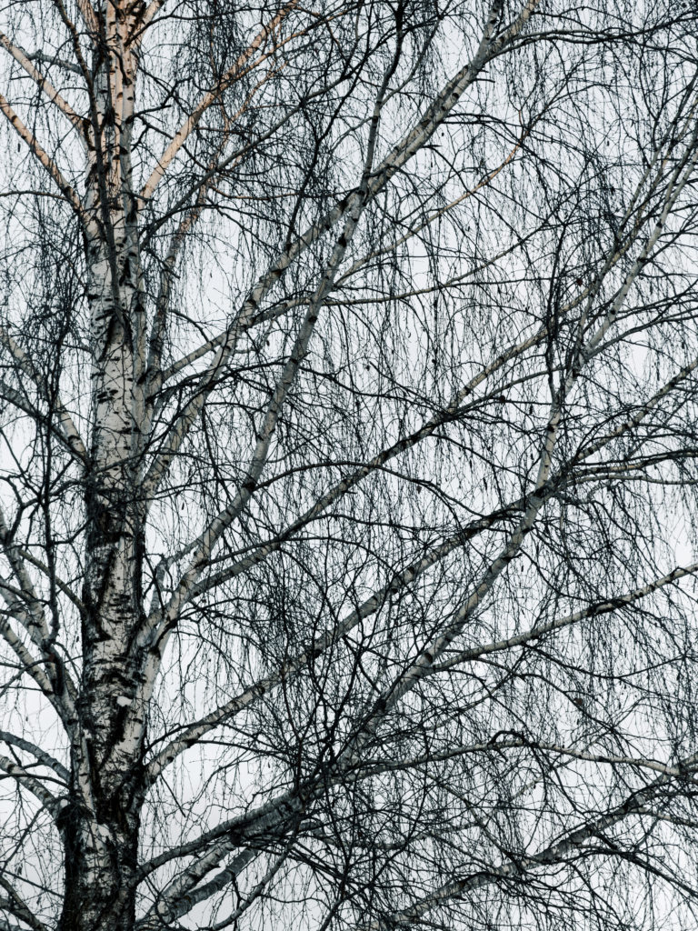 Winter Land Clearing